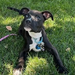 Enlarge ROSIE, a Adoptable mixed breed in Loveland, CO image 3/5