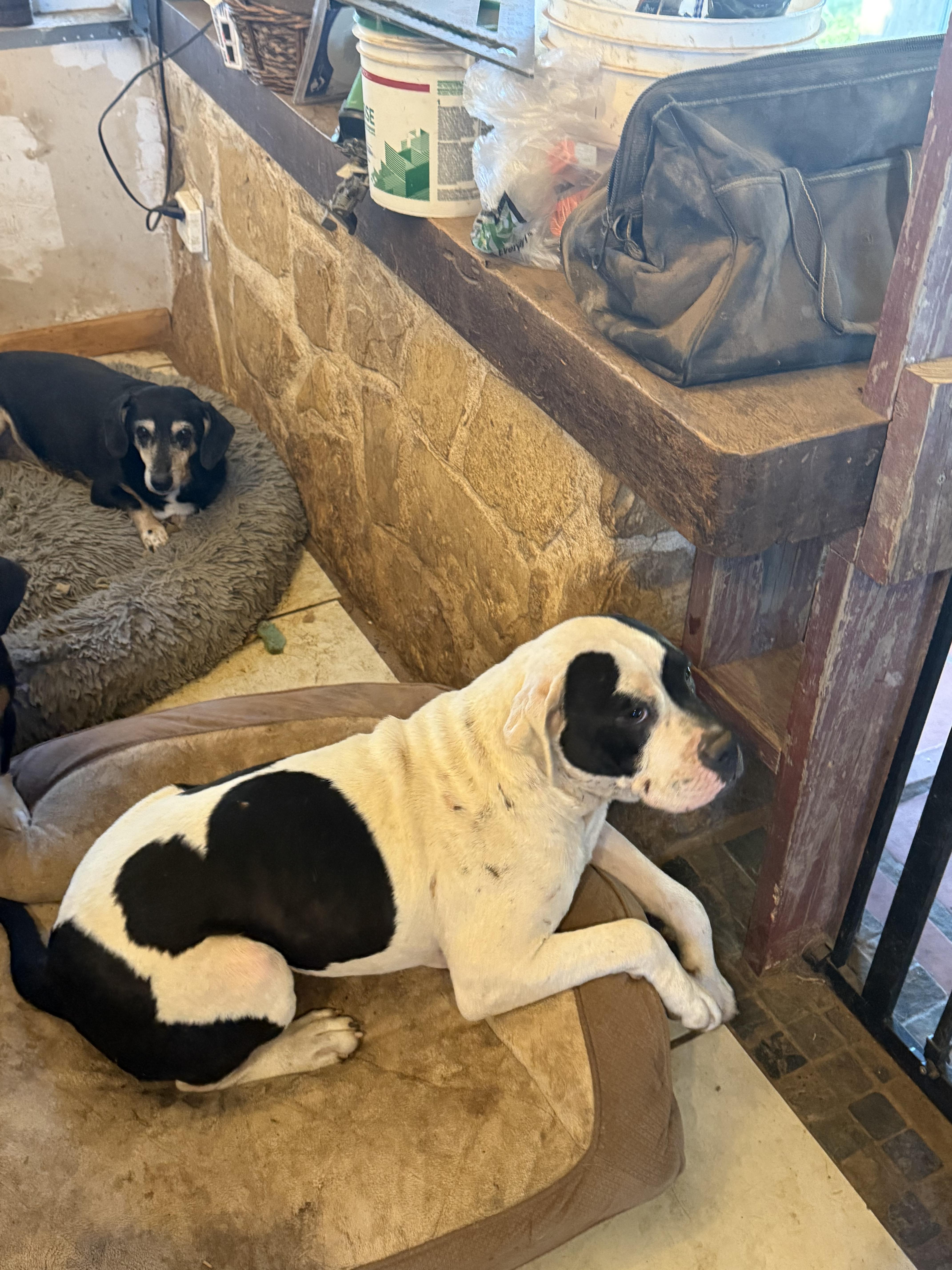 Enlarge FROYD, a Adopted mixed breed in Bigfoot, TX image 3/3