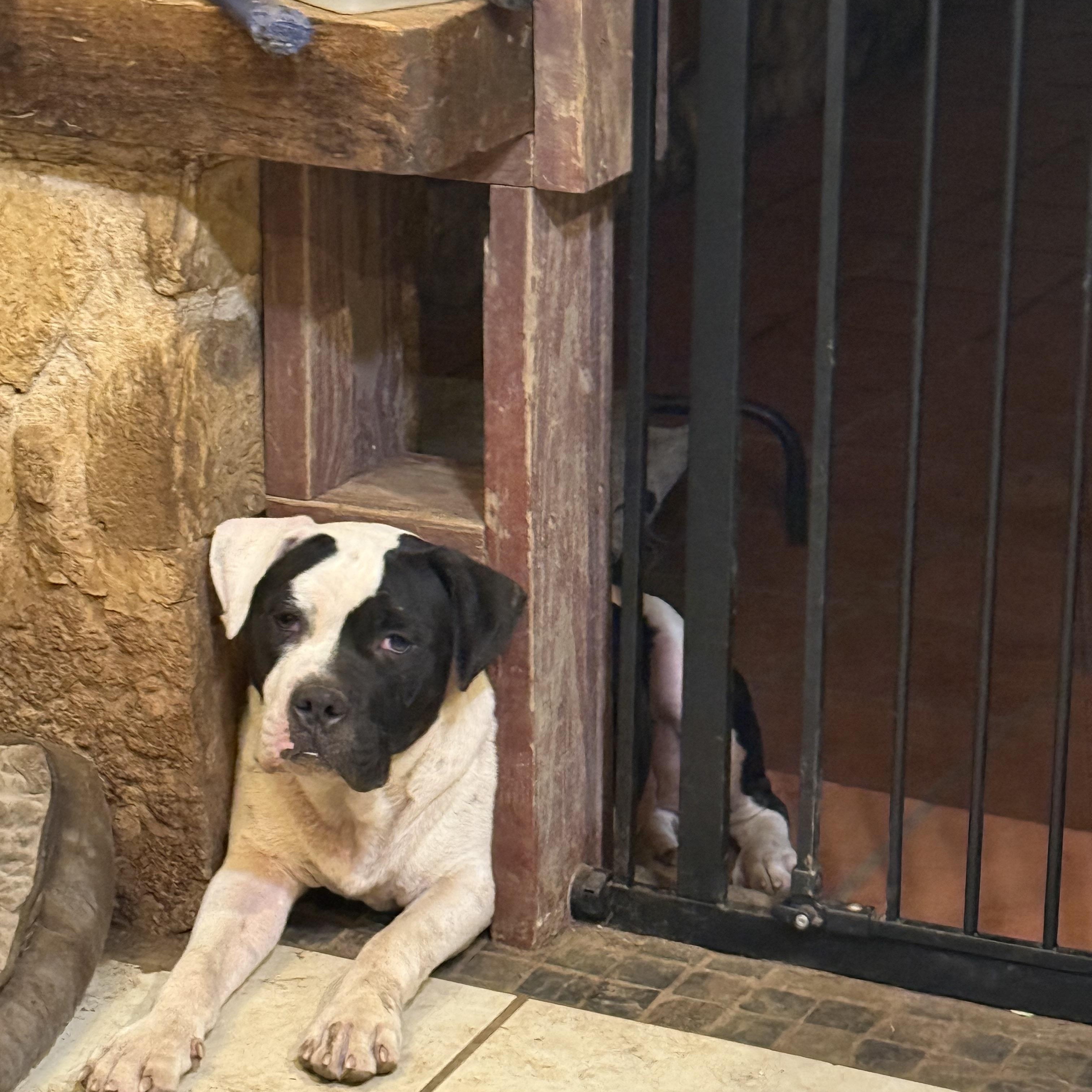 Enlarge FROYD, a Adopted mixed breed in Bigfoot, TX image 2/3