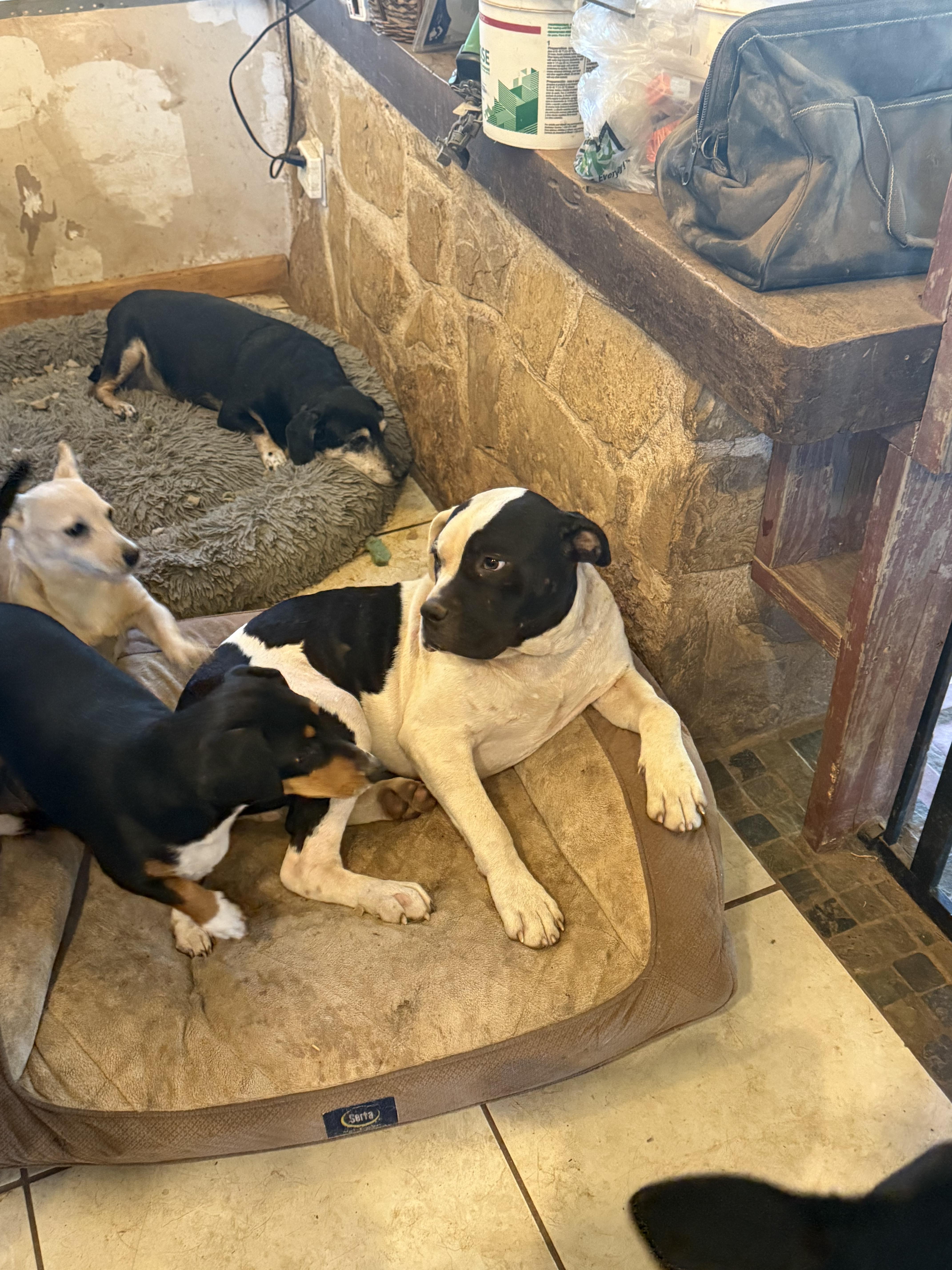 FROYD, Adopted, Young Male American Bulldog & Boxer.