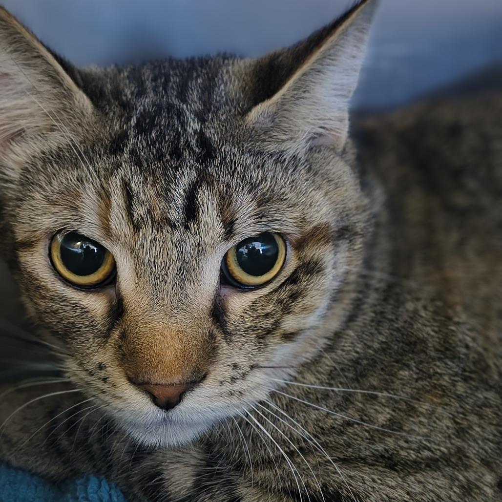 Aquilla, Adoptable, Young Female Domestic Short Hair.