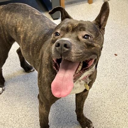 Enlarge Lilah Rayne, an adopted Mixed Breed in Lansing, MI image 2/6