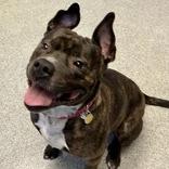 Enlarge Lilah Rayne, an adopted Mixed Breed in Lansing, MI image 3/6