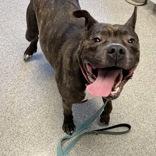 Enlarge Lilah Rayne, an adopted Mixed Breed in Lansing, MI image 4/6