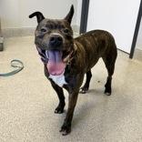 Enlarge Lilah Rayne, an adopted Mixed Breed in Lansing, MI image 5/6