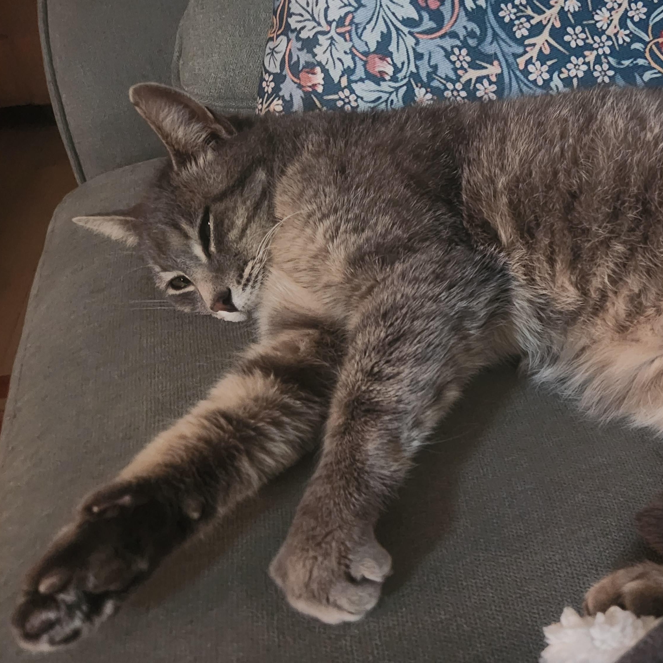 Enlarge Tiki Ferguson, a ADOPTABLE Domestic Short Hair in Denver, CO image 2/3