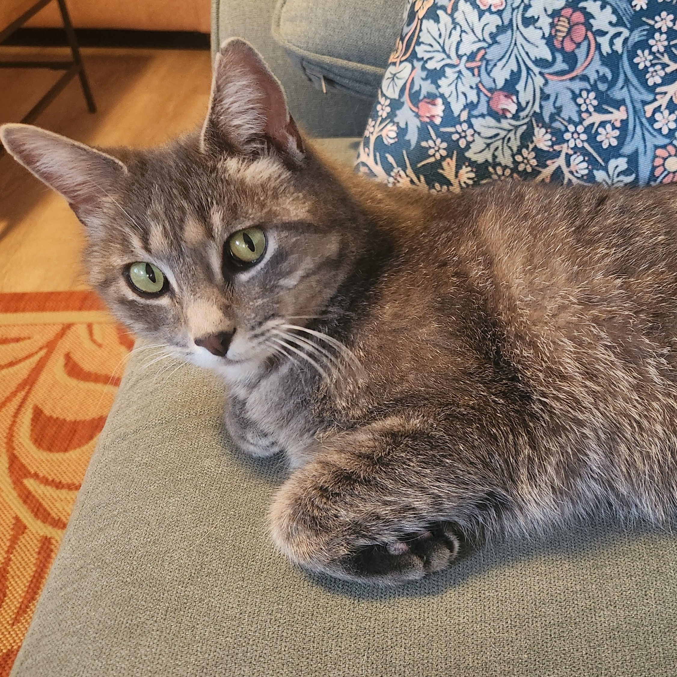 Enlarge Tiki Ferguson, a ADOPTABLE Domestic Short Hair in Denver, CO image 1/3