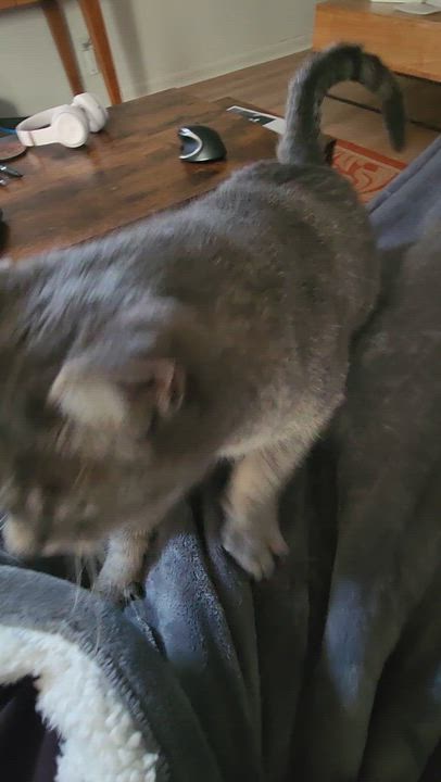 Enlarge Tiki Ferguson, a ADOPTABLE Domestic Short Hair in Denver, CO video 3/3