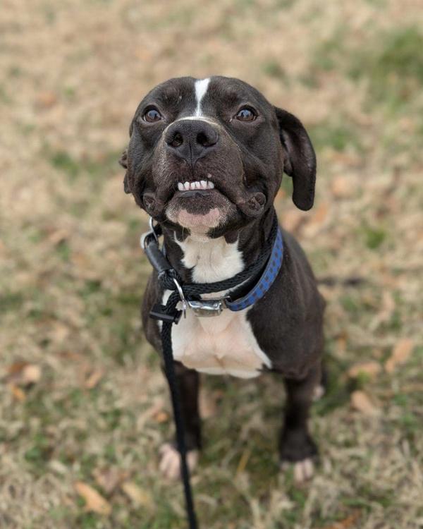 Empire State of Mind - In Foster, Adoptable, Adult Male Pit Bull Terrier.