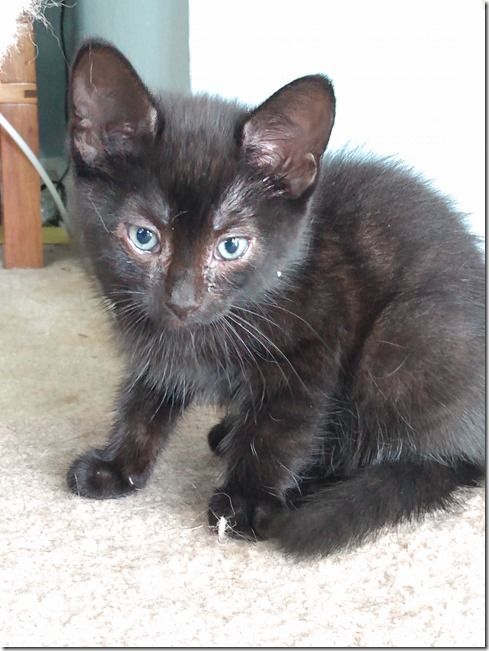 Colby, a Adoptable mixed breed in Niagara on the Lake, ON image 2/2