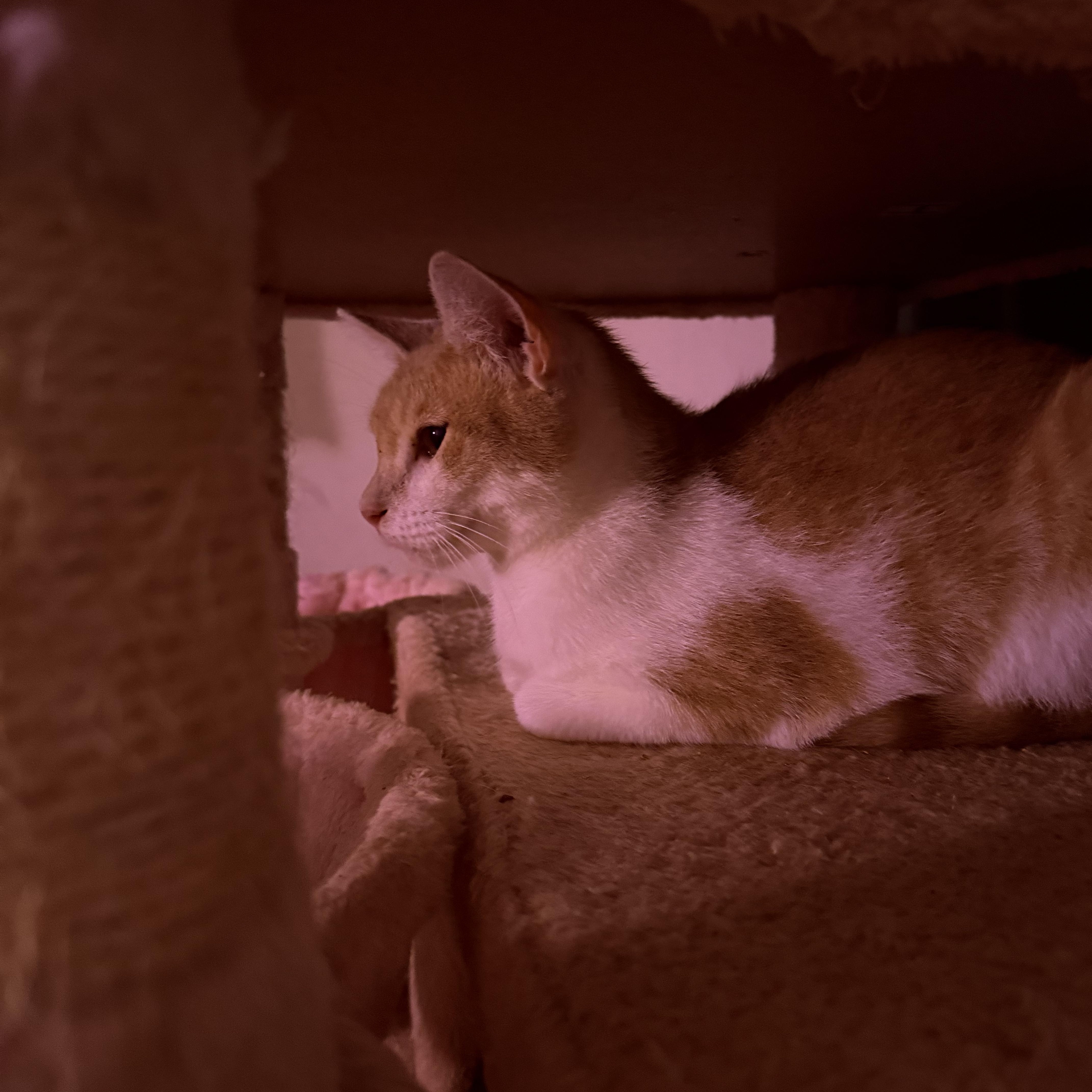 Enlarge Dunkin, a Adoptable Domestic Short Hair in Vineyard Haven, MA image 3/6