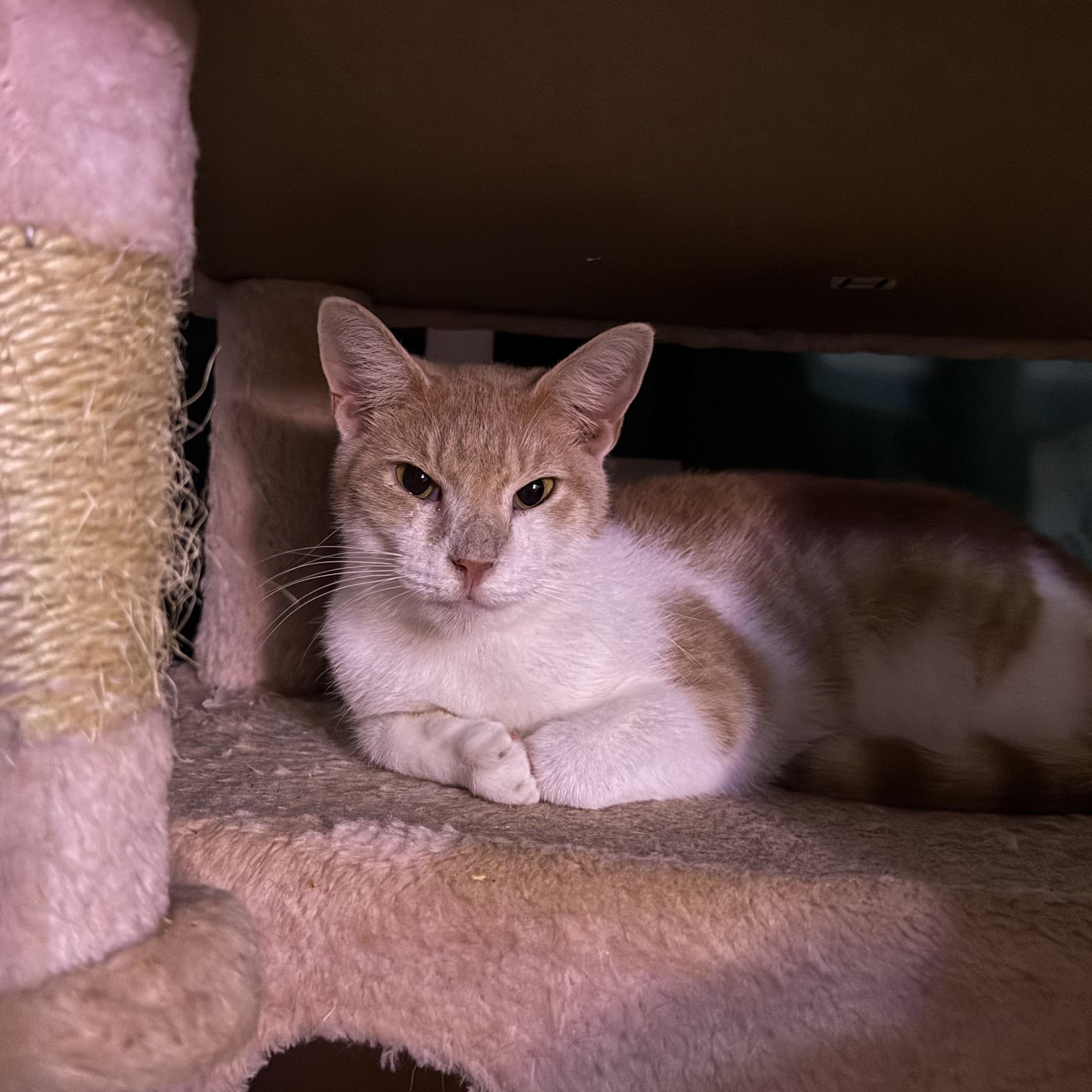 Enlarge Dunkin, a Adoptable Domestic Short Hair in Vineyard Haven, MA image 4/6