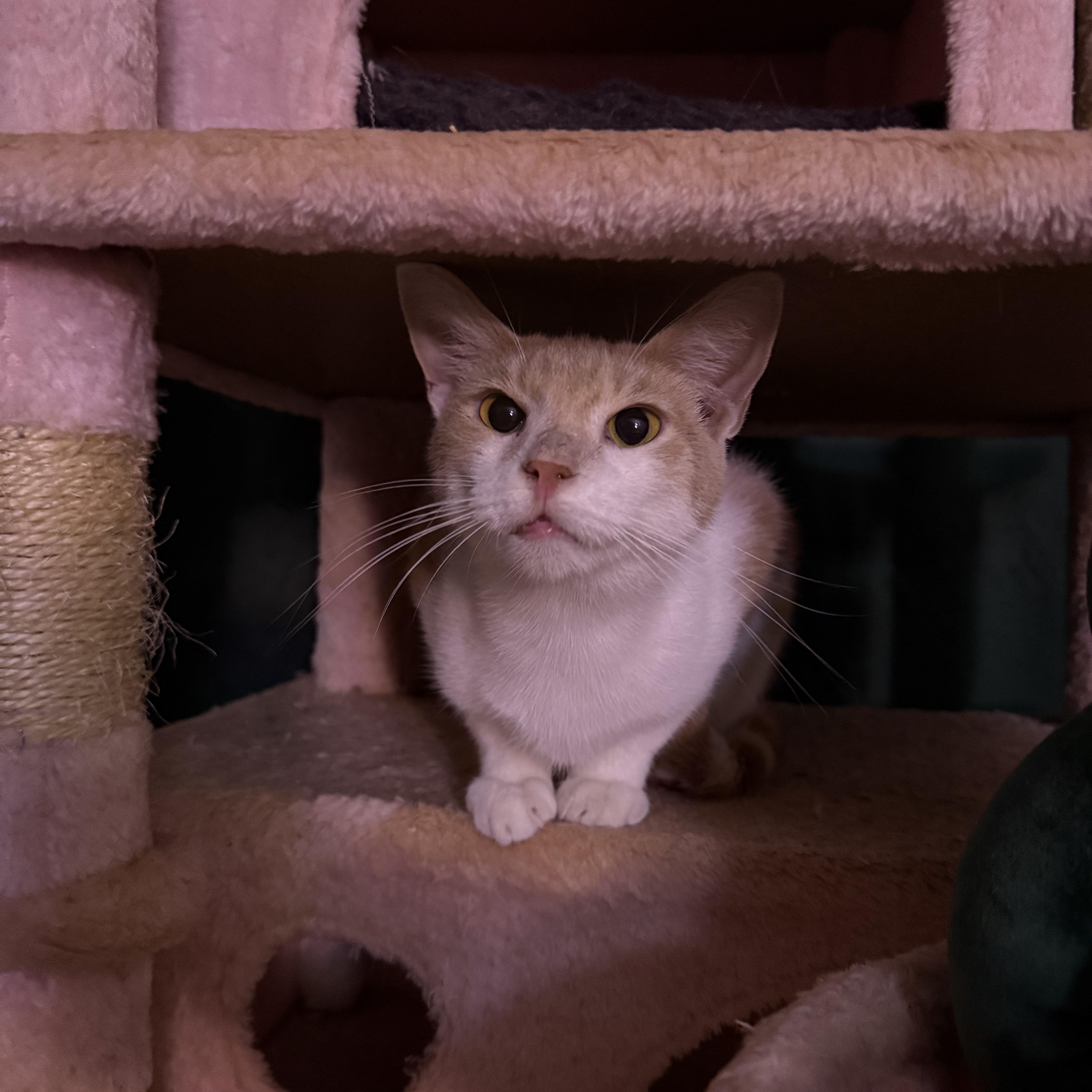 Enlarge Dunkin, a Adoptable Domestic Short Hair in Vineyard Haven, MA image 5/6