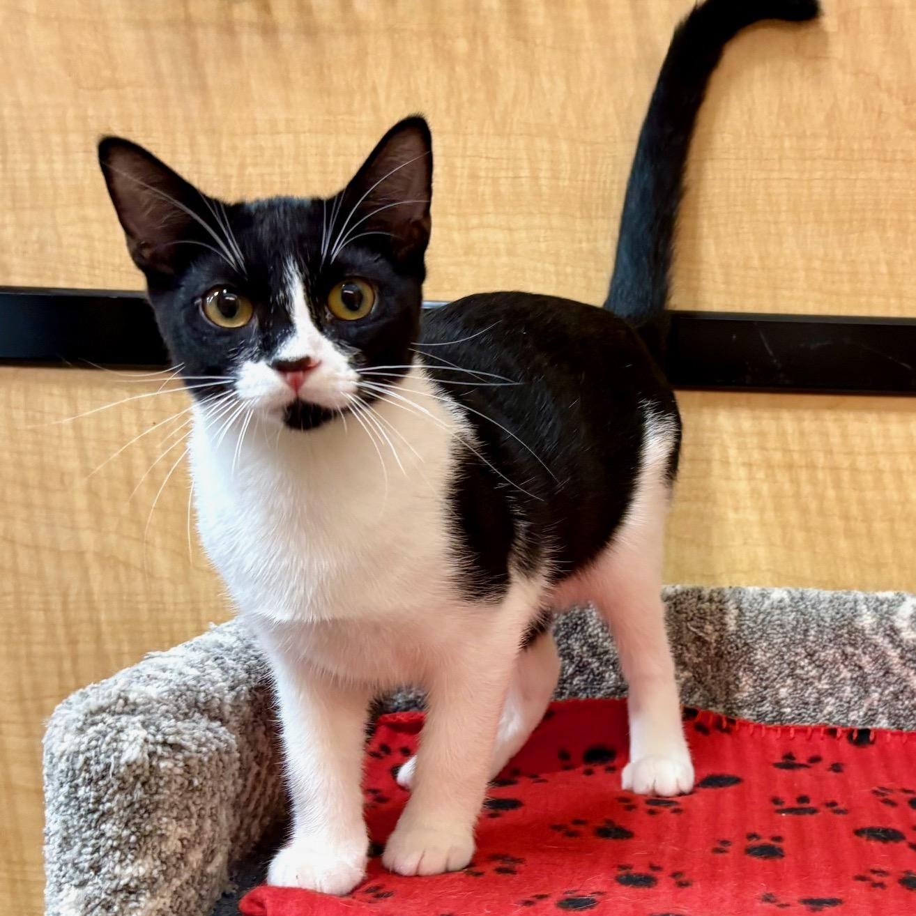 Enlarge Artemis, a Adoptable Domestic Short Hair in Irvine, CA image 1/5