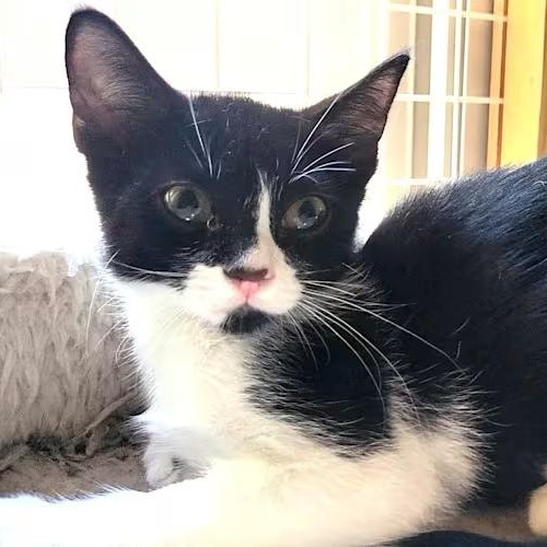 Artemis, Adoptable, Kitten Female Domestic Short Hair.