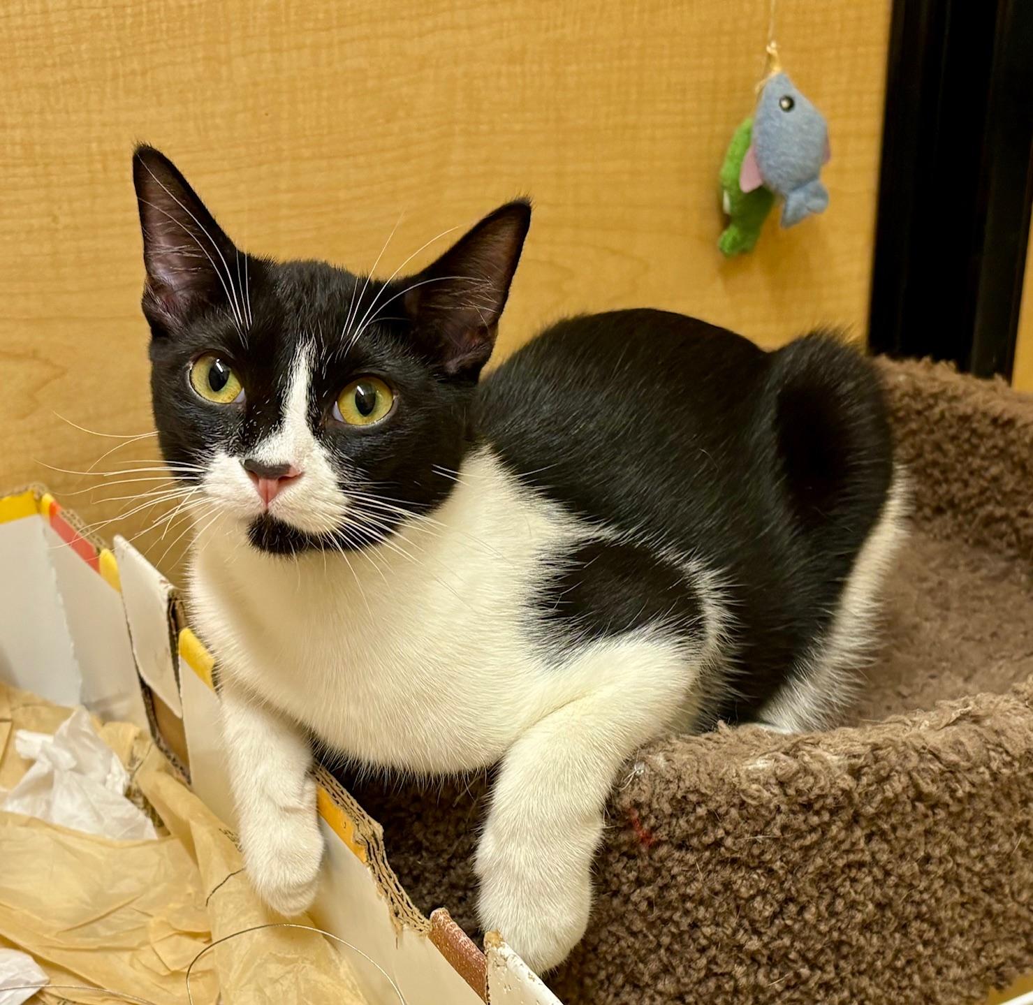 Enlarge Artemis, a Adoptable Domestic Short Hair in Irvine, CA image 1/5