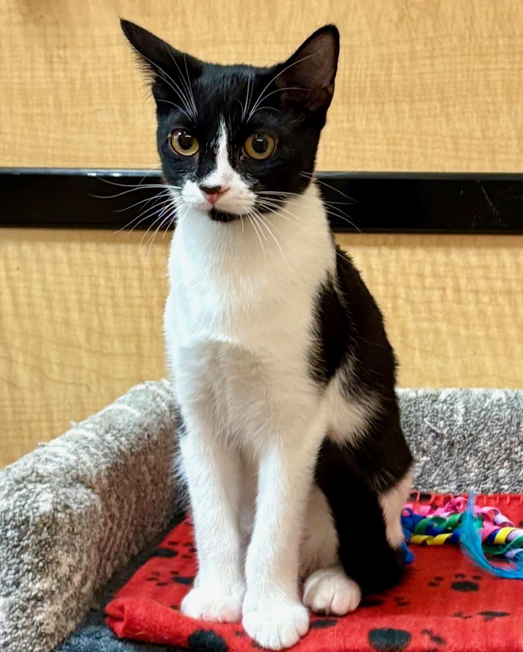 Enlarge Artemis, a Adoptable Domestic Short Hair in Irvine, CA image 2/5