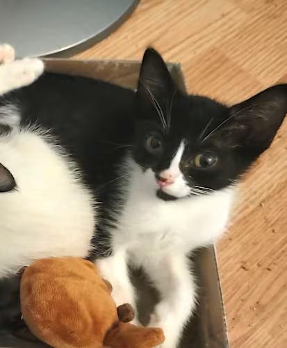 Enlarge Artemis, a Adoptable Domestic Short Hair in Irvine, CA image 4/5