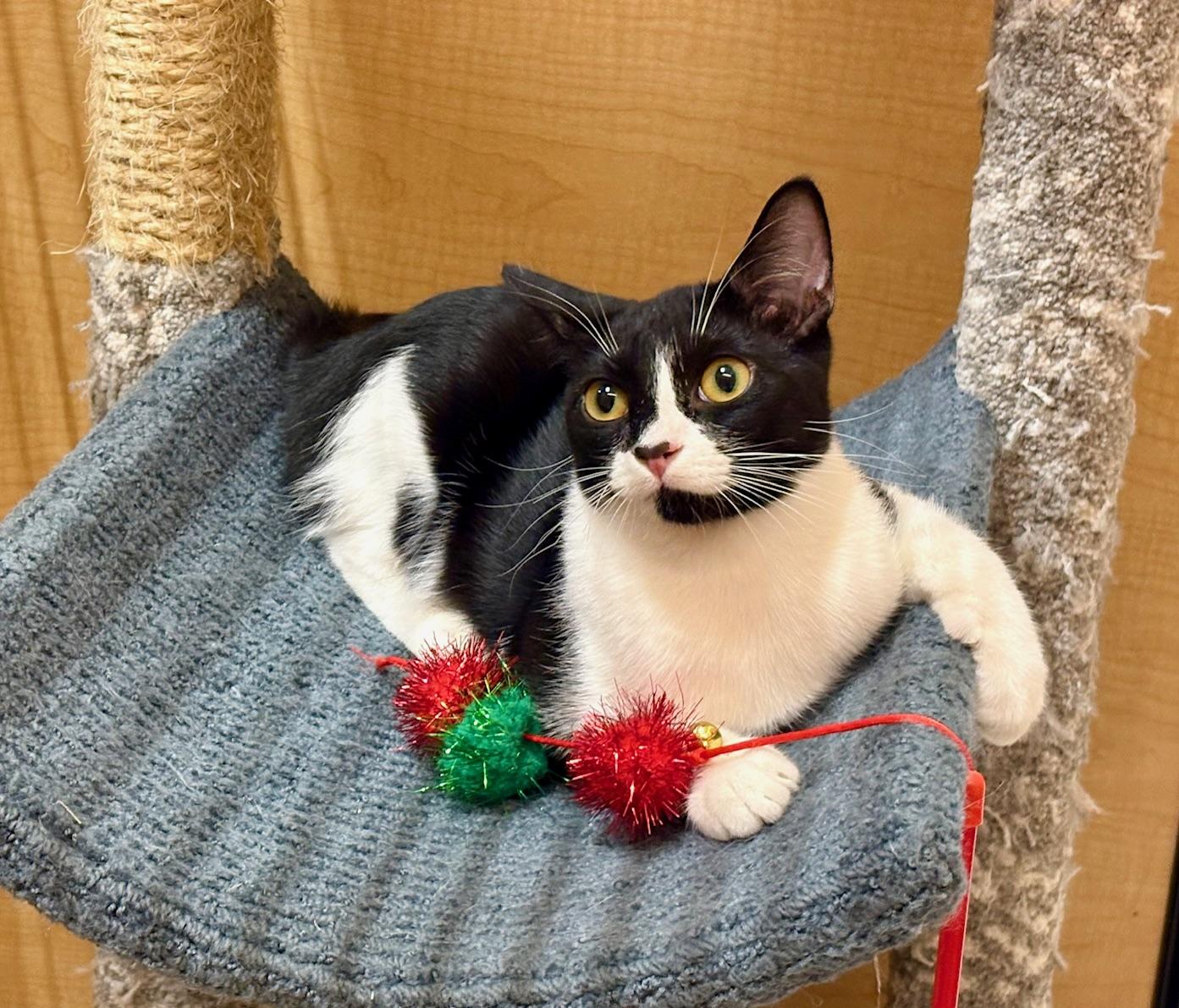 Enlarge Artemis, a Adoptable Domestic Short Hair in Irvine, CA image 4/5