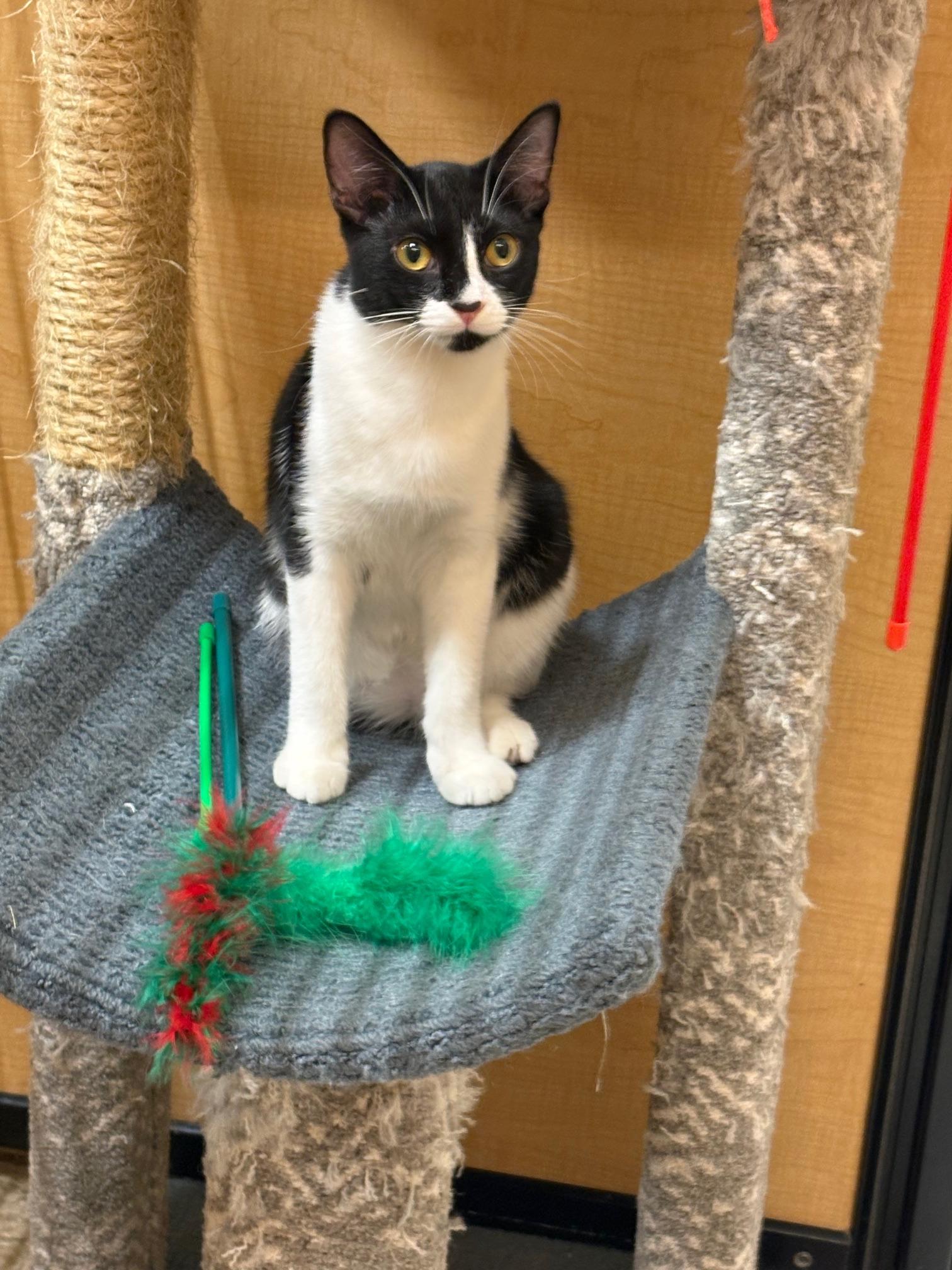 Enlarge Artemis, a Adoptable Domestic Short Hair in Irvine, CA image 5/5