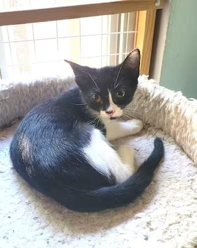 Enlarge Artemis, a Adoptable Domestic Short Hair in Irvine, CA image 5/5