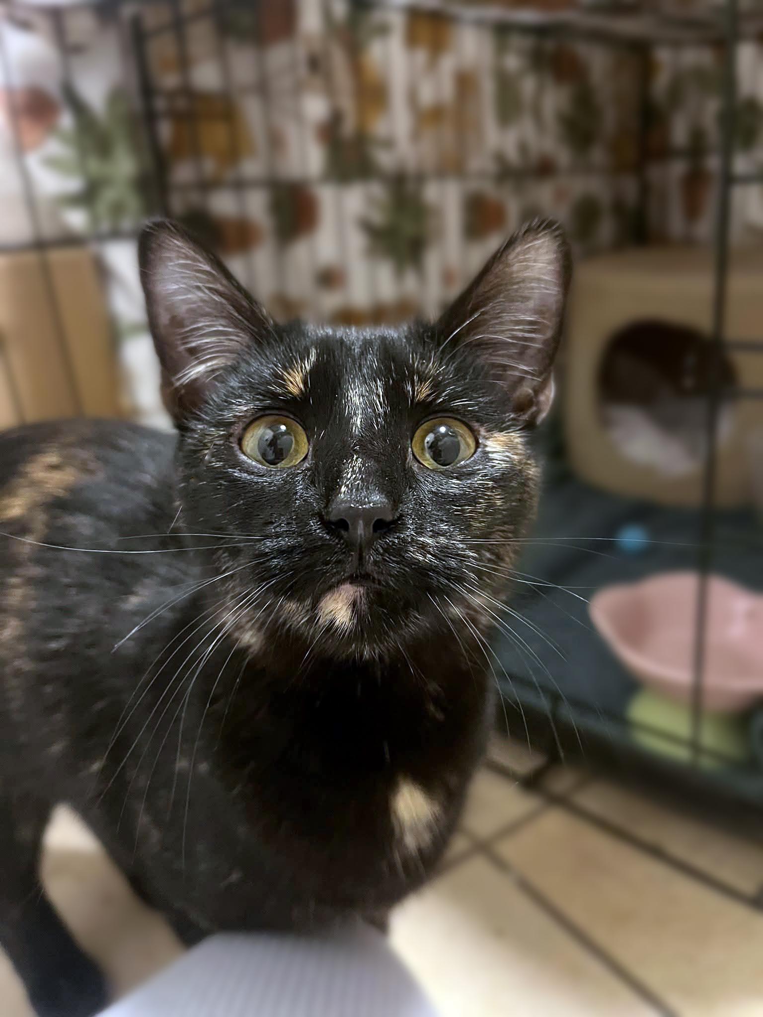 Enlarge Sophie, an adopted Domestic Short Hair in Centerville, UT image 2/4