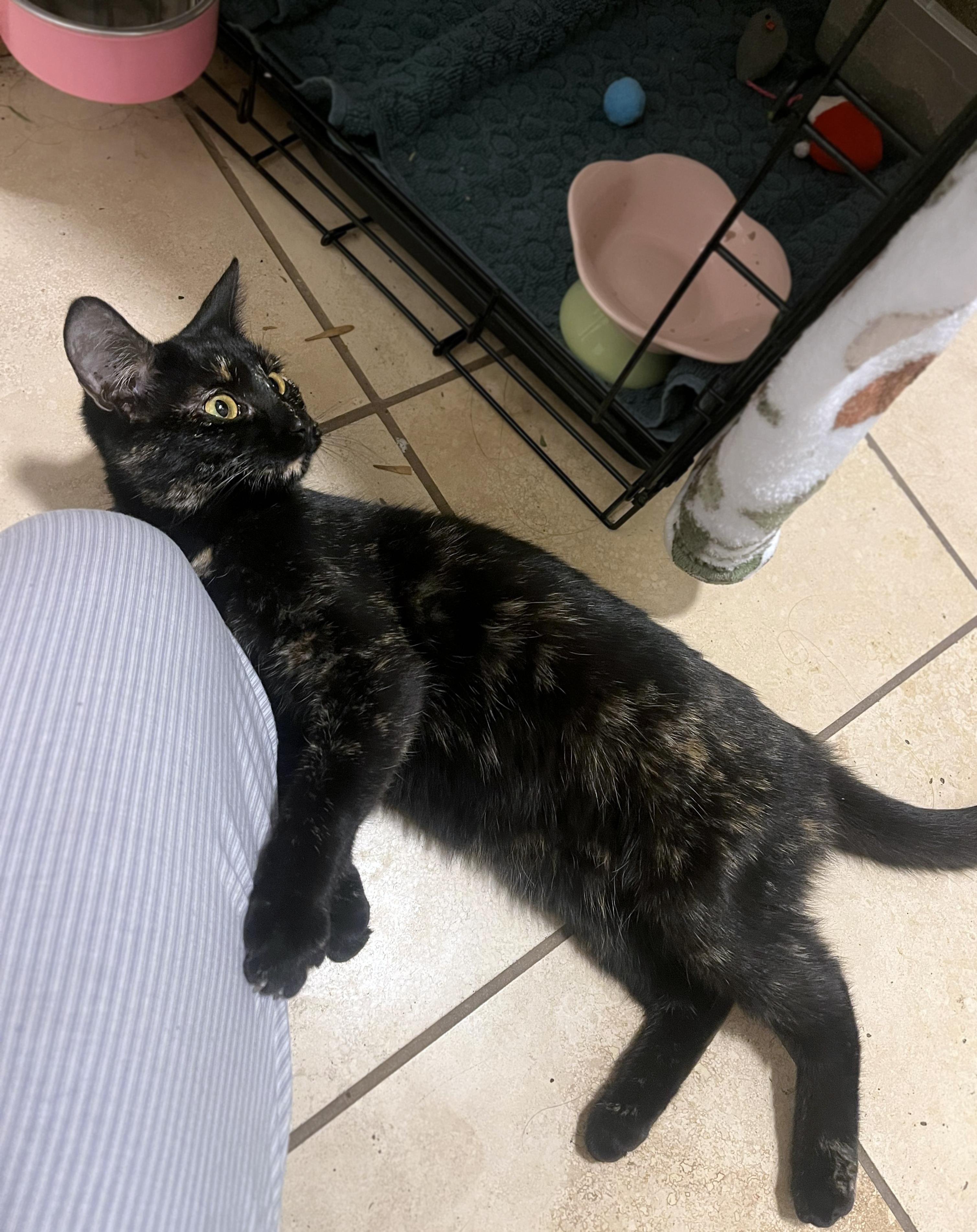 Enlarge Sophie, an adopted Domestic Short Hair in Centerville, UT image 4/4