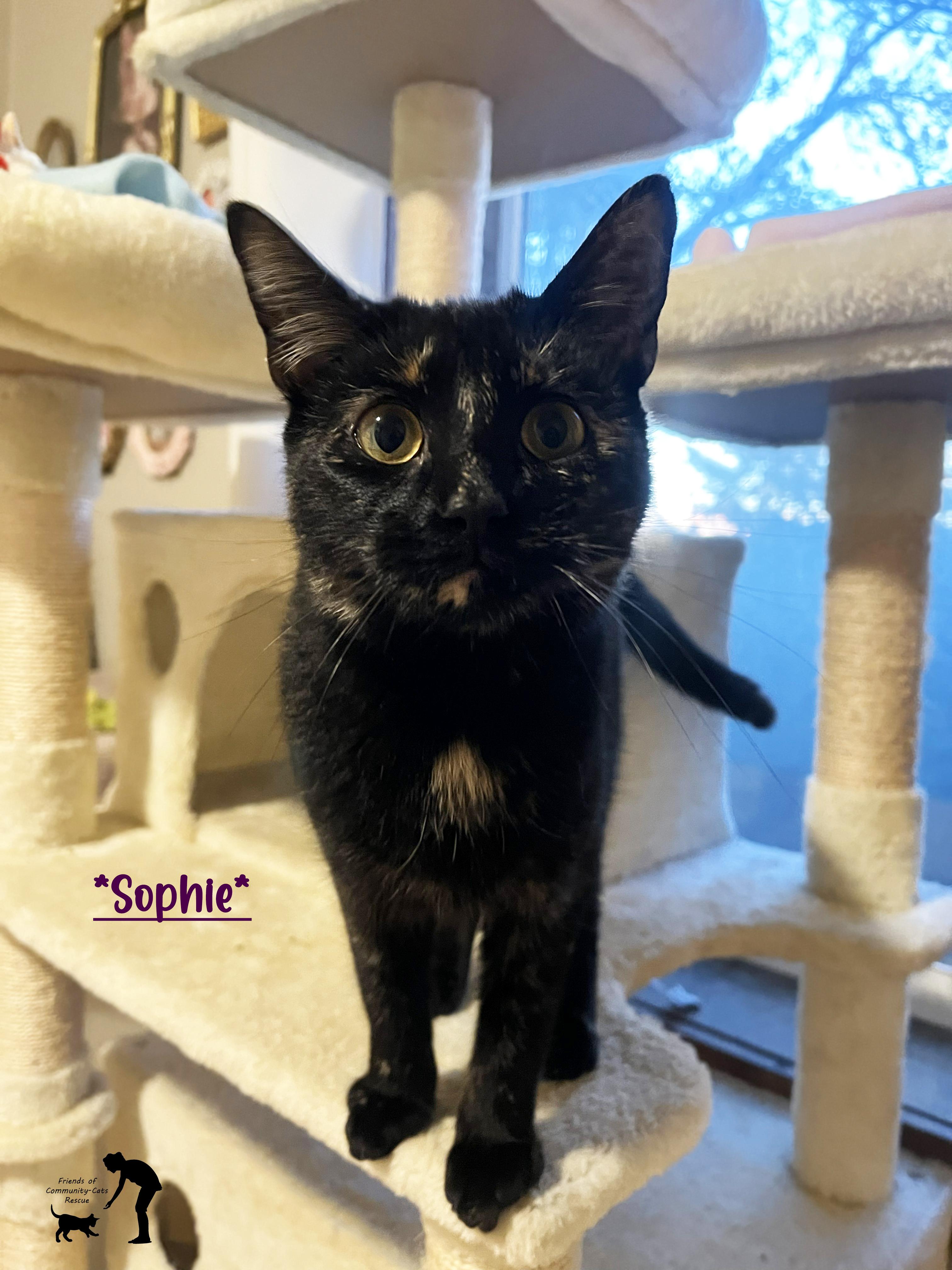 Sophie, adopted, Adult Female Domestic Short Hair.
