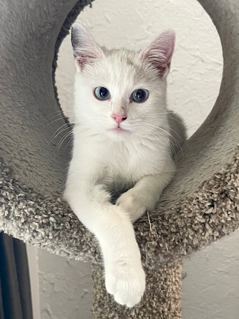 Enlarge Billie Sue ***Bonded to Bobbi Sue***, a Adoptable mixed breed in Garden Grove, CA image 9/13