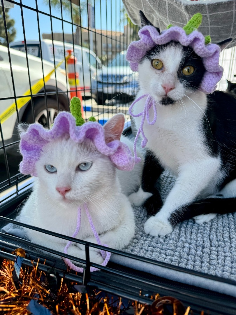 Enlarge Billie Sue ***Bonded to Bobbi Sue***, a Adoptable mixed breed in Garden Grove, CA image 12/13