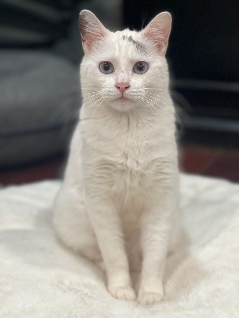 Enlarge Billie Sue ***Bonded to Bobbi Sue***, a Adoptable mixed breed in Garden Grove, CA image 13/13