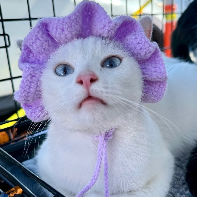 Enlarge Billie Sue ***Bonded to Bobbi Sue***, a Adoptable mixed breed in Garden Grove, CA image 11/13