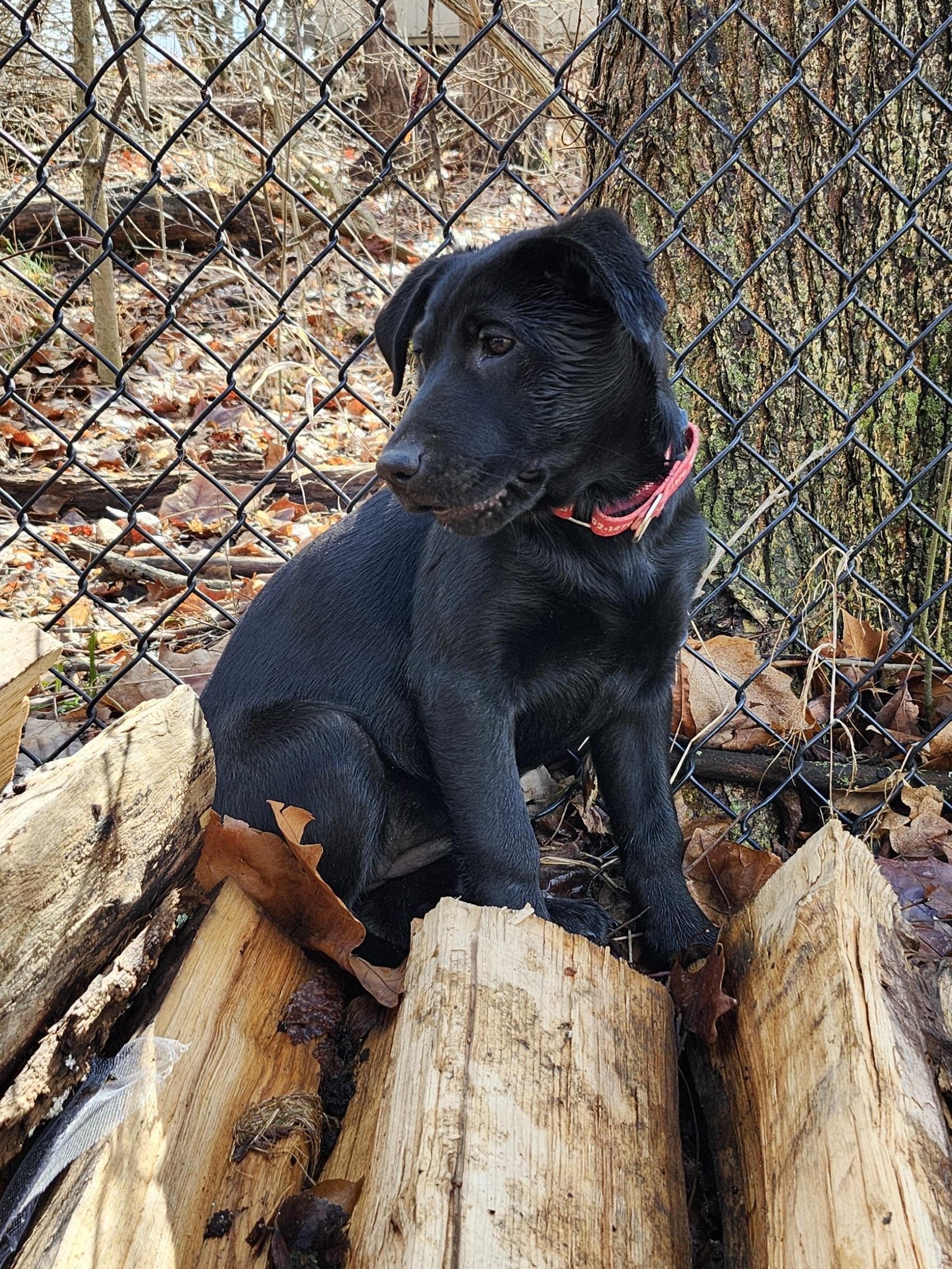 Enlarge Dolly, a Adoptable Labrador Retriever in Indianapolis, IN image 4/6