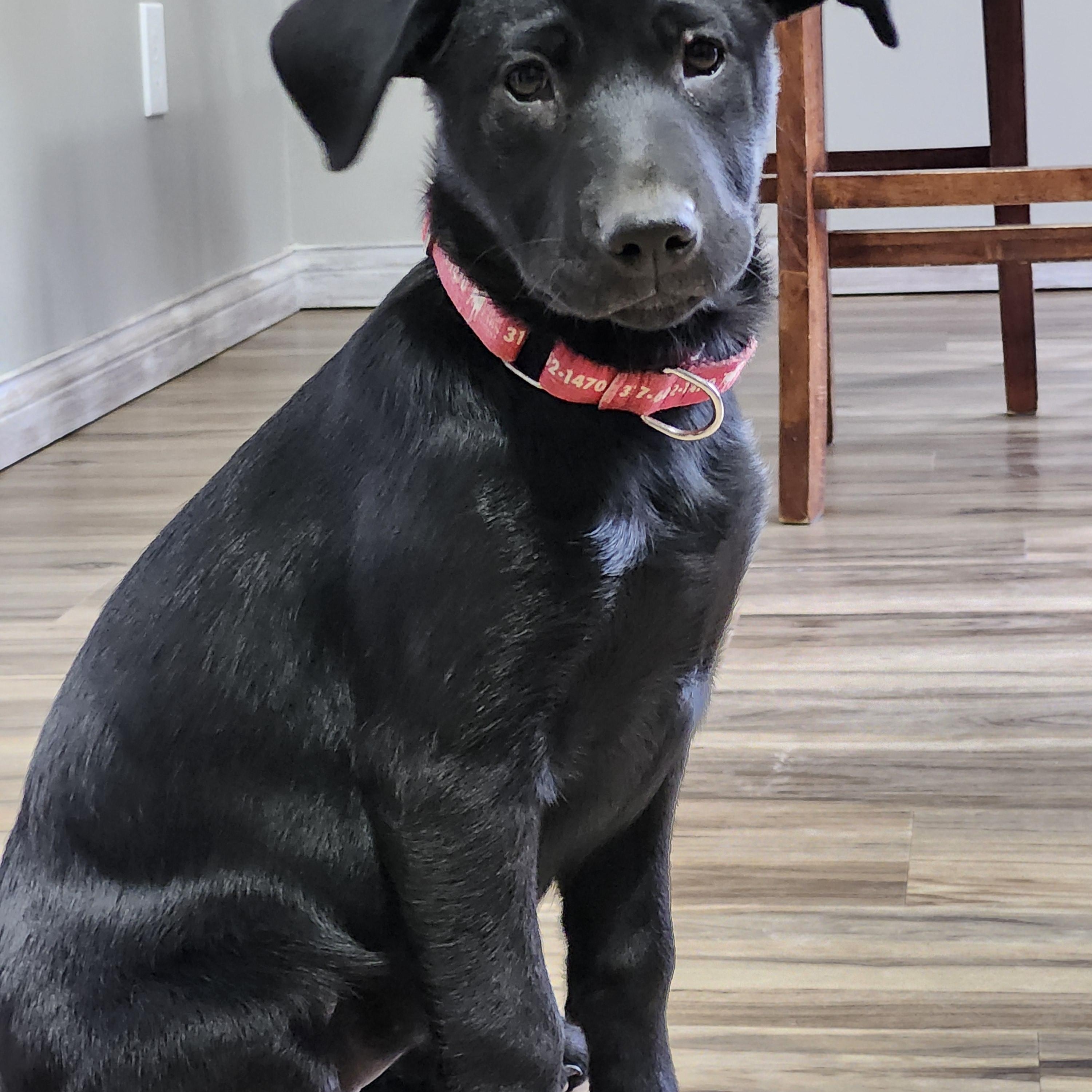 Enlarge Dolly, a Adoptable Labrador Retriever in Indianapolis, IN image 5/6
