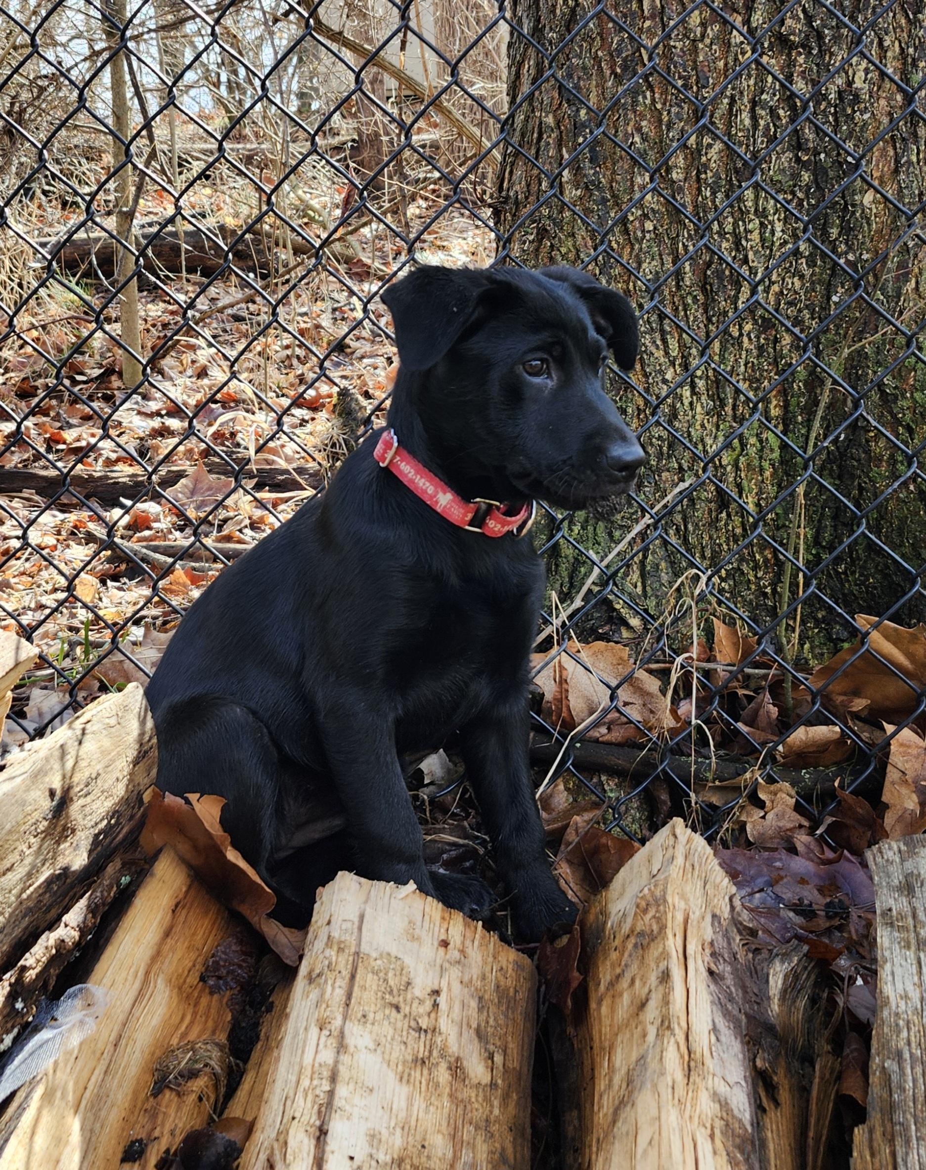 Enlarge Dolly, a Adoptable Labrador Retriever in Indianapolis, IN image 6/6