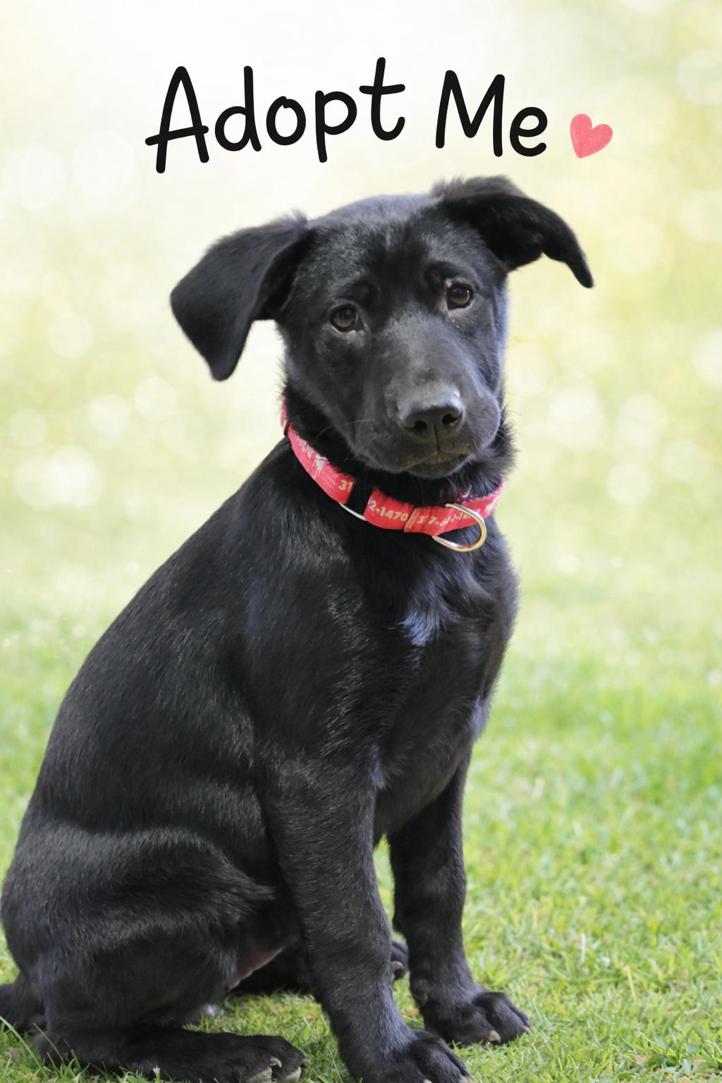 Enlarge Dolly, a Adoptable Labrador Retriever in Indianapolis, IN image 1/6