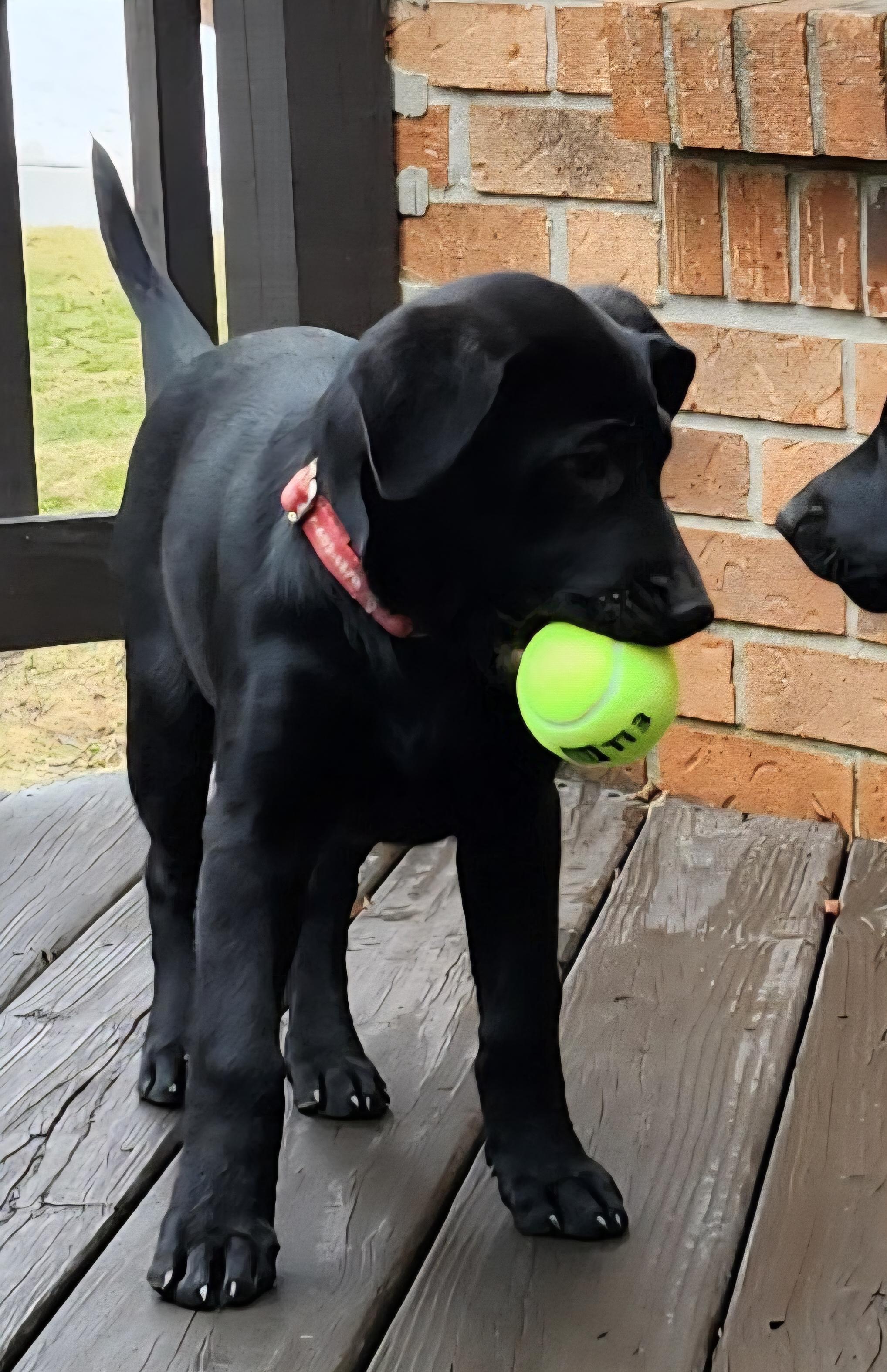 Enlarge Dolly, a Adoptable Labrador Retriever in Indianapolis, IN image 3/6