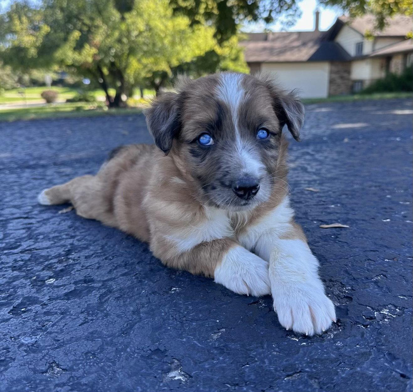 Enlarge Marty, a Adoptable Australian Shepherd in Hillside, IL image 1/3