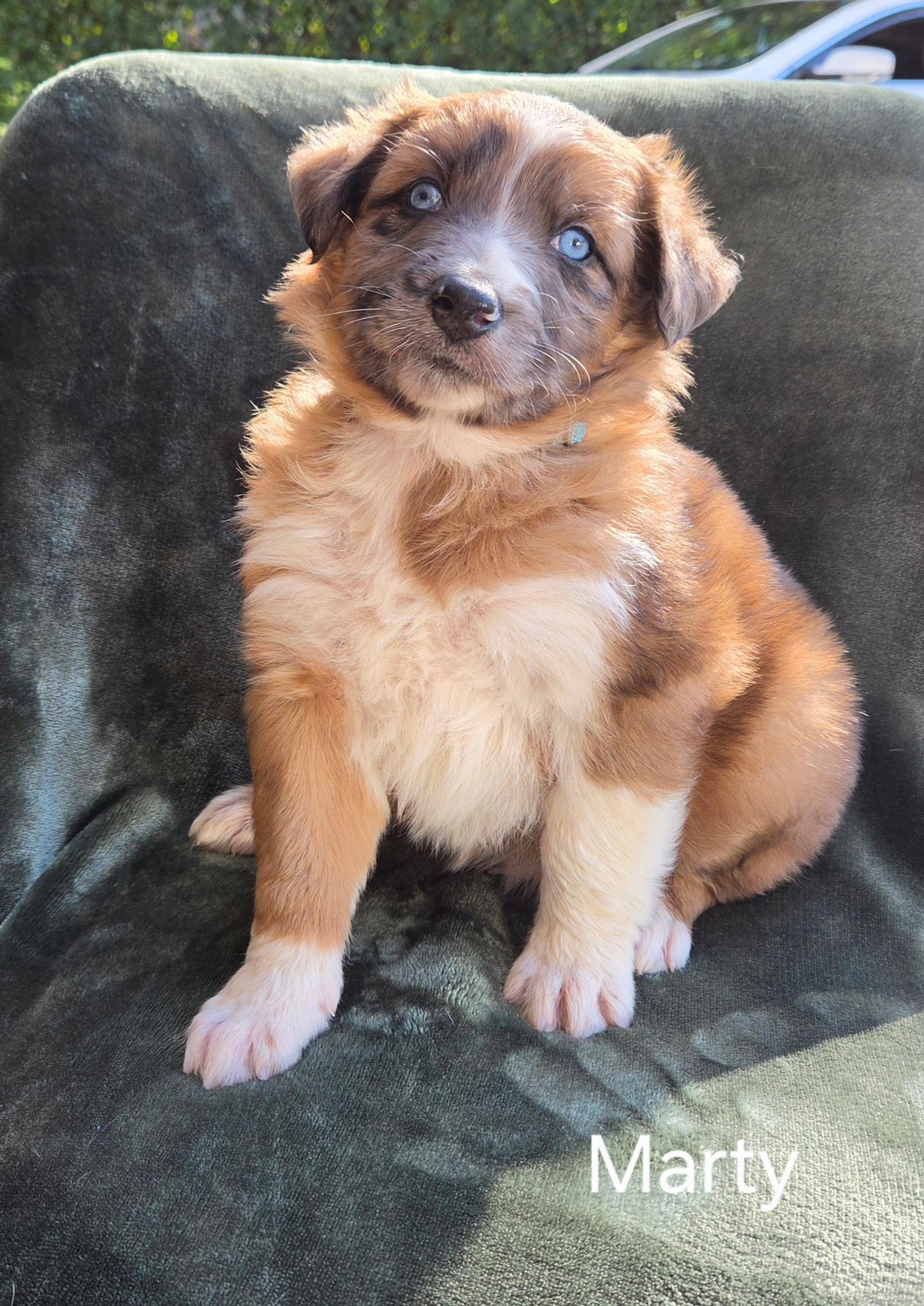 Enlarge Marty, a Adoptable Australian Shepherd in Hillside, IL image 2/3