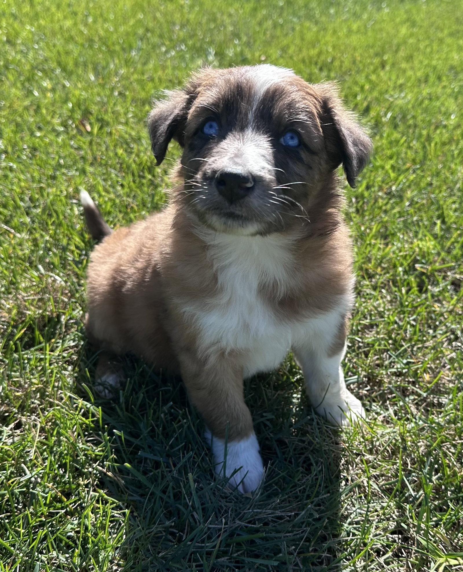 Enlarge Marty, a Adoptable Australian Shepherd in Hillside, IL image 3/3