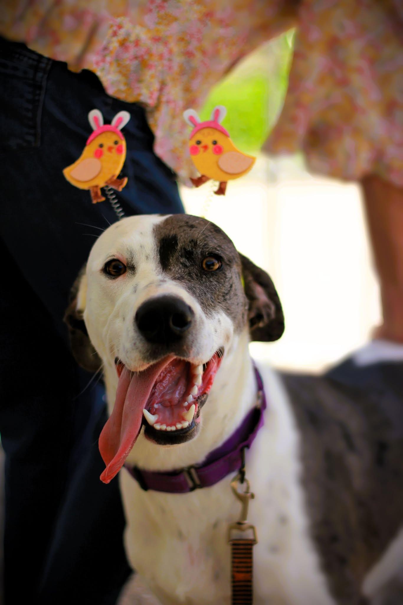 Enlarge Minnie, a Adoptable mixed breed in San Antonio, TX image 6/6