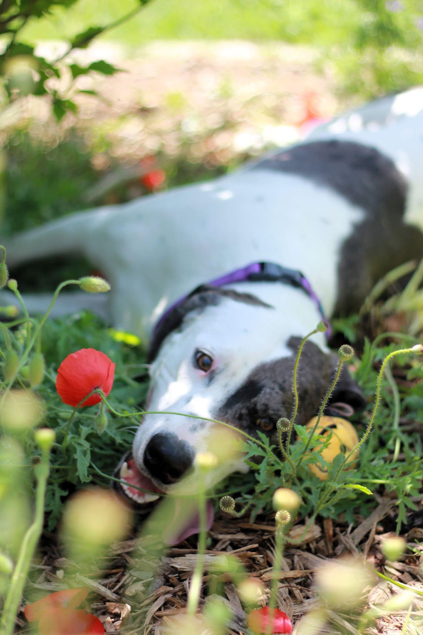 Enlarge Minnie, a Adoptable mixed breed in San Antonio, TX image 3/6