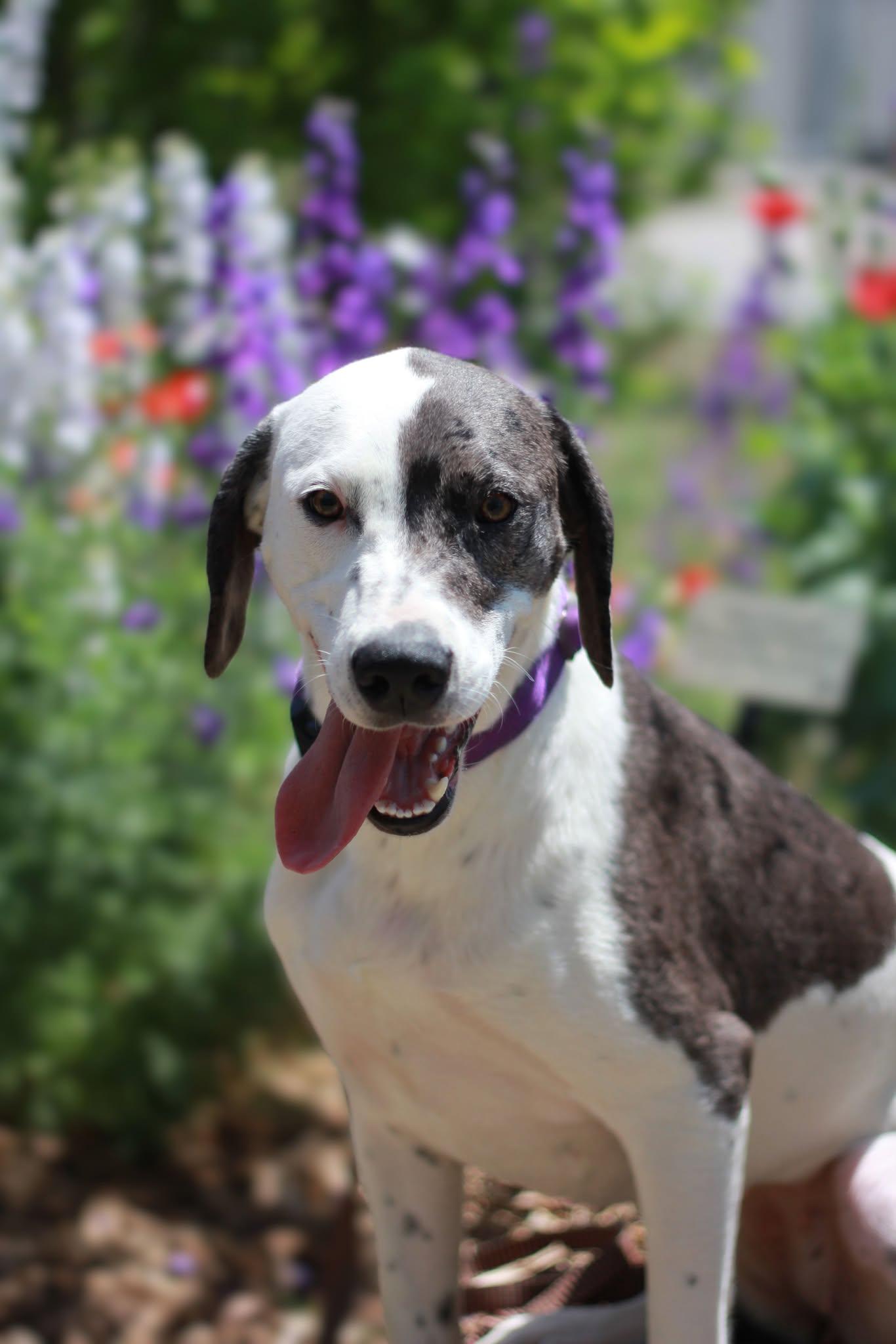 Enlarge Minnie, a Adoptable mixed breed in San Antonio, TX image 2/6