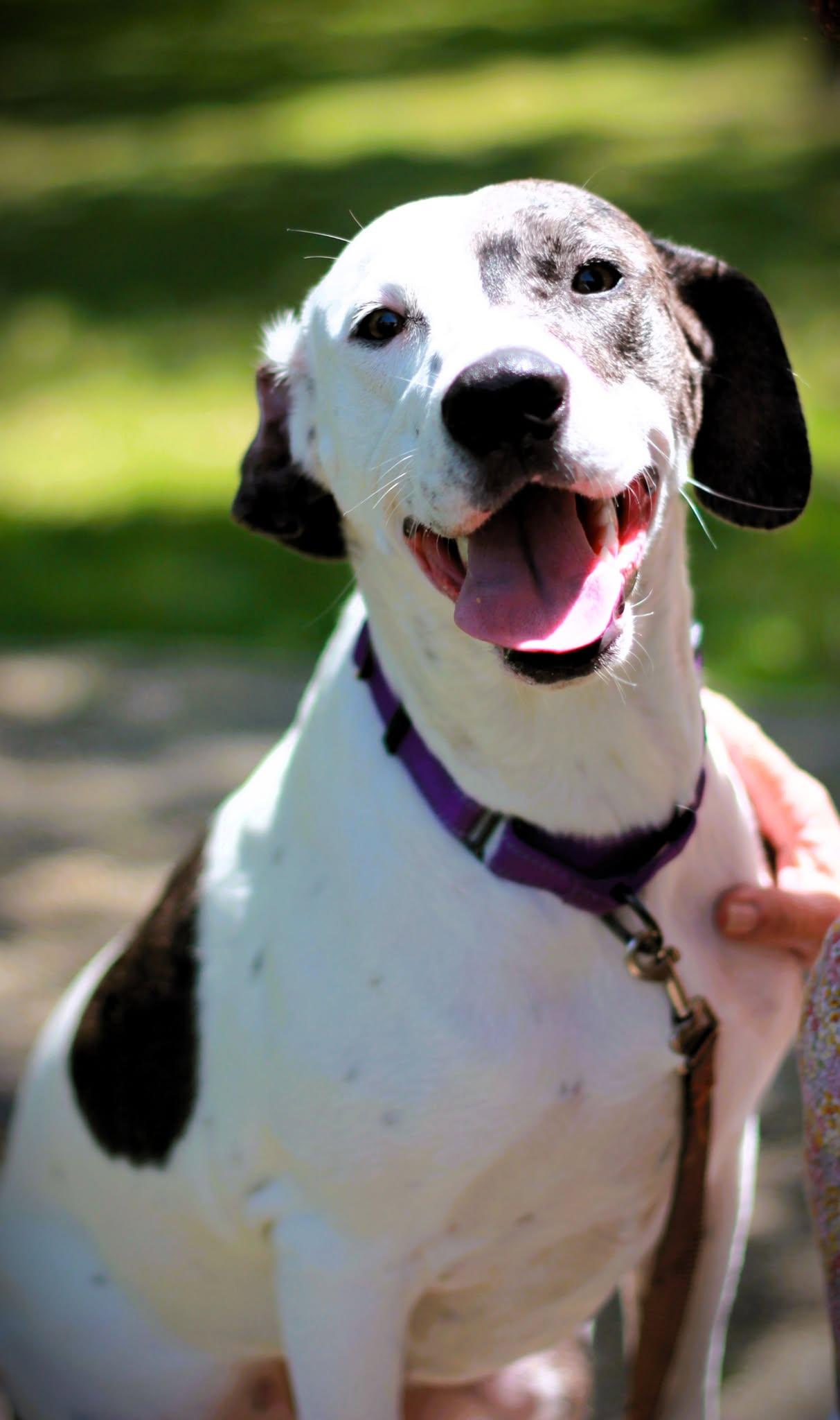 Enlarge Minnie, a Adoptable mixed breed in San Antonio, TX image 5/6