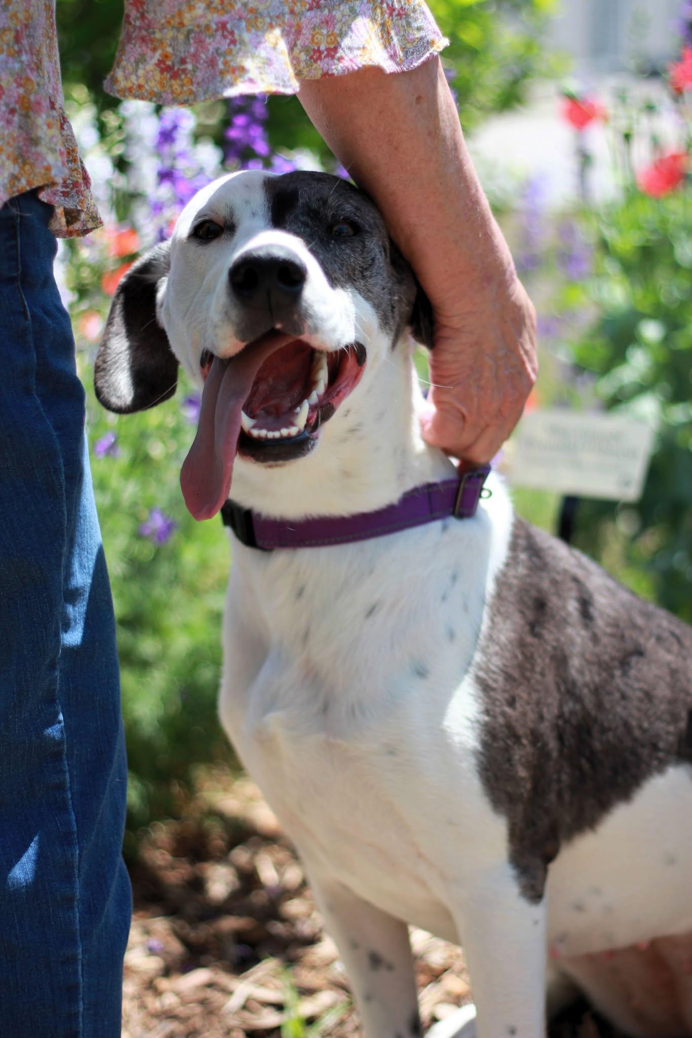 Enlarge Minnie, a Adoptable mixed breed in San Antonio, TX image 1/6