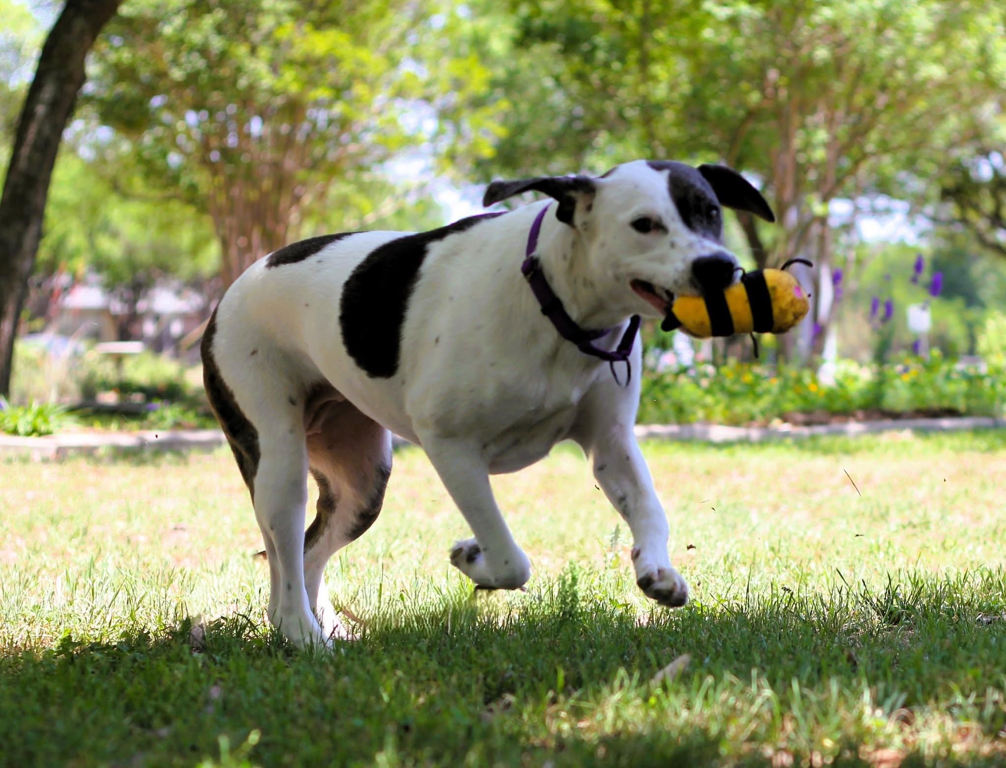 Enlarge Minnie, a Adoptable mixed breed in San Antonio, TX image 4/6