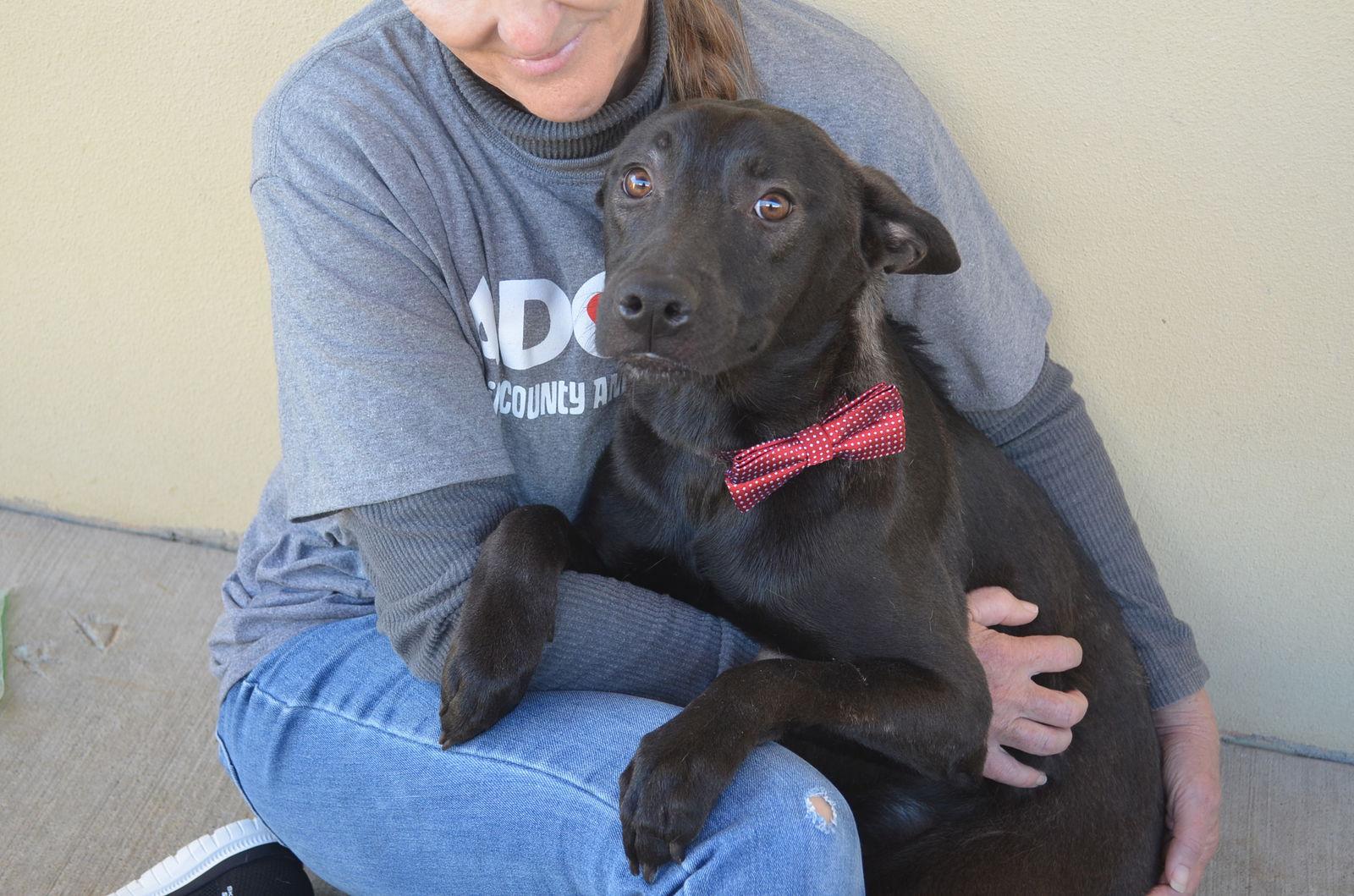 Enlarge Peppercorn, a Adoptable Pit Bull Terrier in McKinney, TX image 1/3