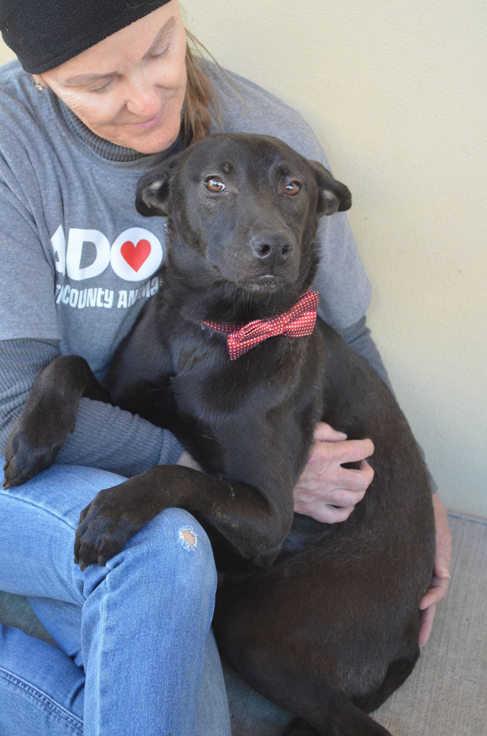 Enlarge Peppercorn, a Adoptable Pit Bull Terrier in McKinney, TX image 2/3