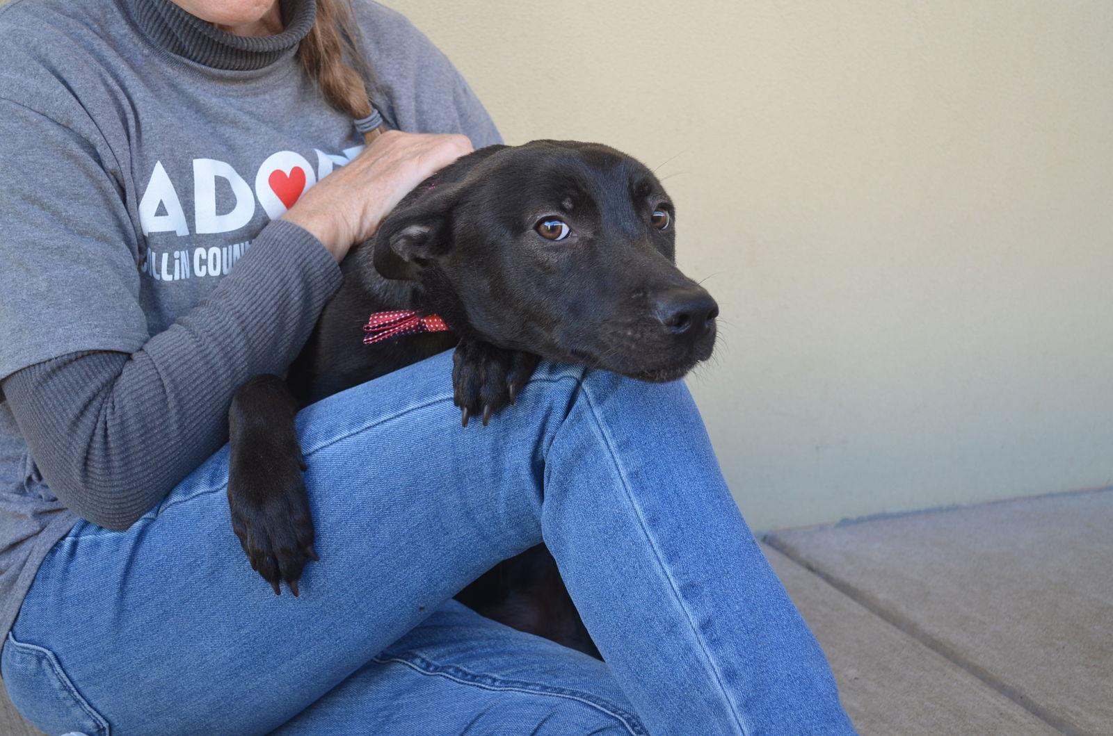 Enlarge Peppercorn, a Adoptable Pit Bull Terrier in McKinney, TX image 3/3