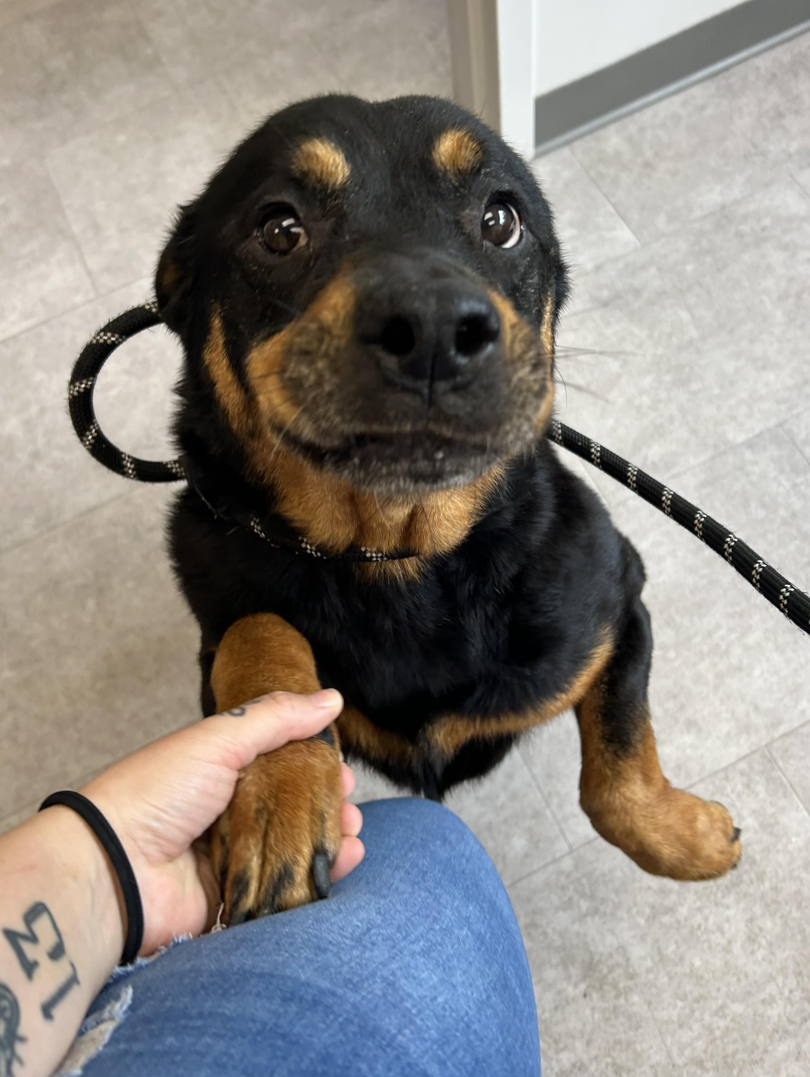 Enlarge Lilly, a Adopted Mixed Breed in Youngstown, OH image 1/1